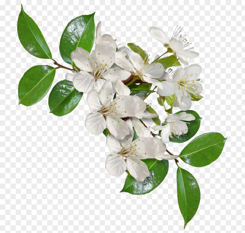 Flower Branch Cut Flowers Lilac PNG