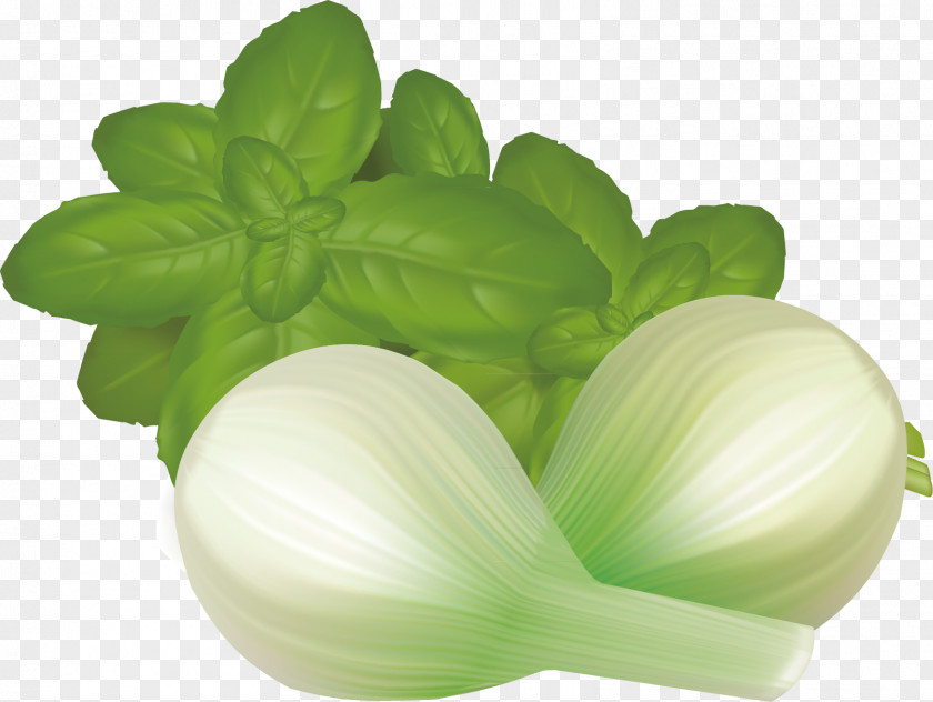 Green Leaves And Onion Material Leaf Vegetable Mint PNG