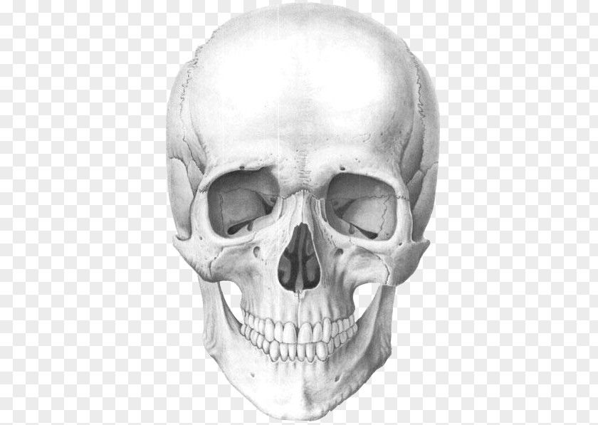 Skull Human Anatomy Skeleton PNG