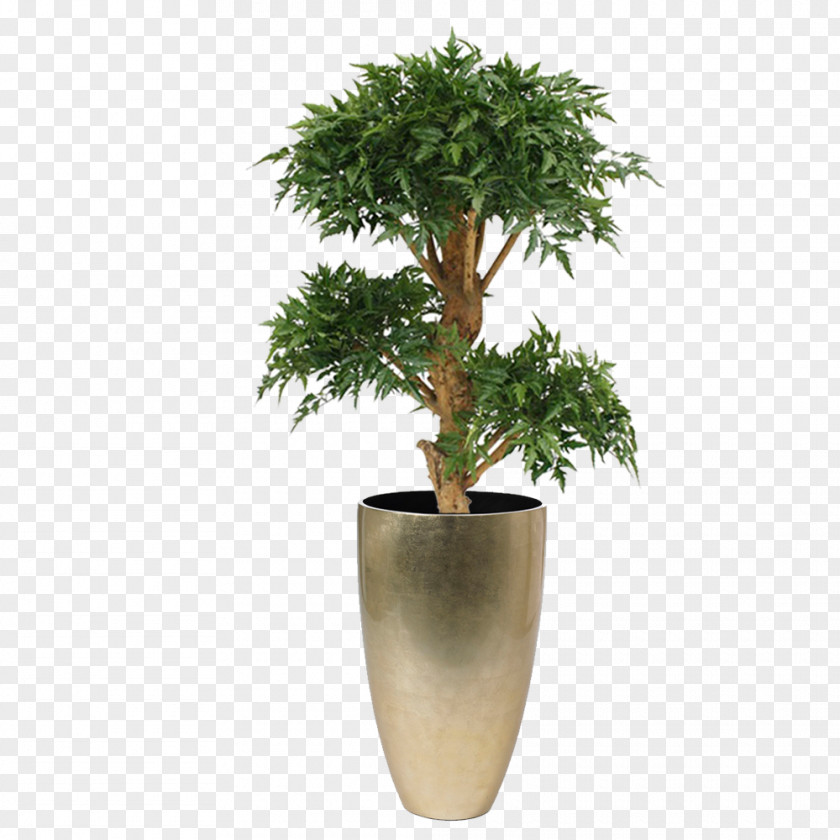 Tree Polyscias Fruticosa Flowerpot Weeping Fig Bonsai PNG