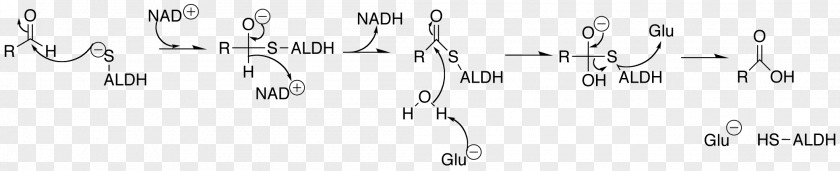 Aldehyde Dehydrogenase Acetaldehyde ALDH2 PNG