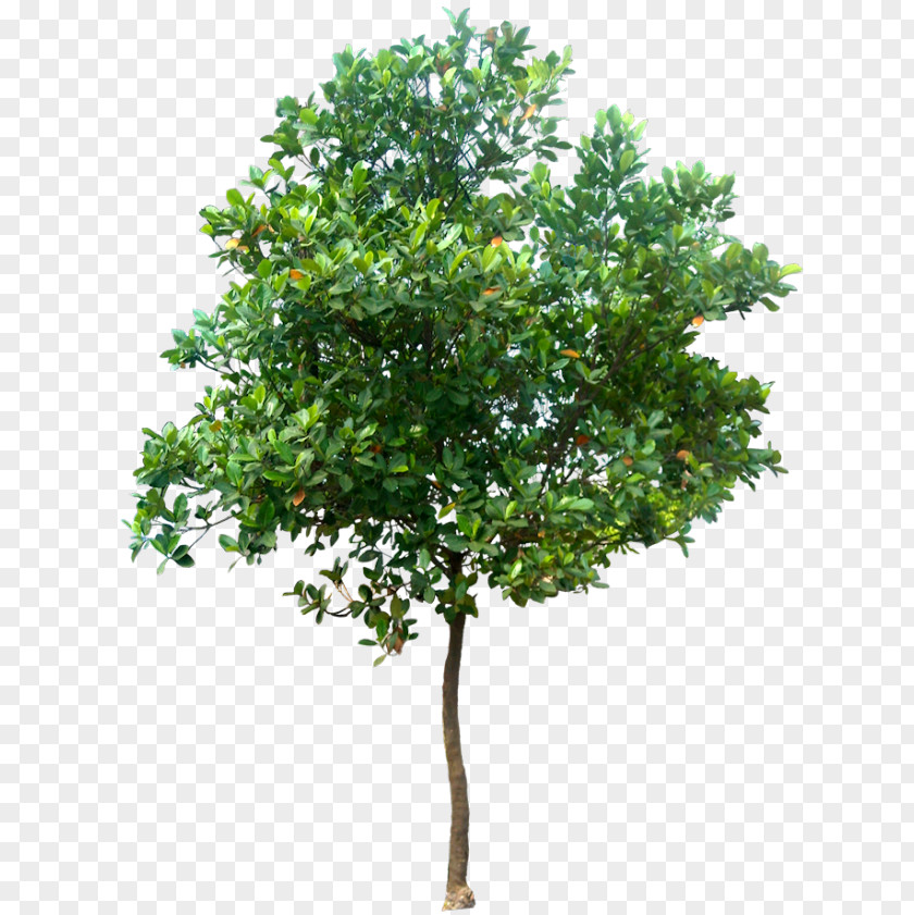 Arboles Tree Clip Art PNG