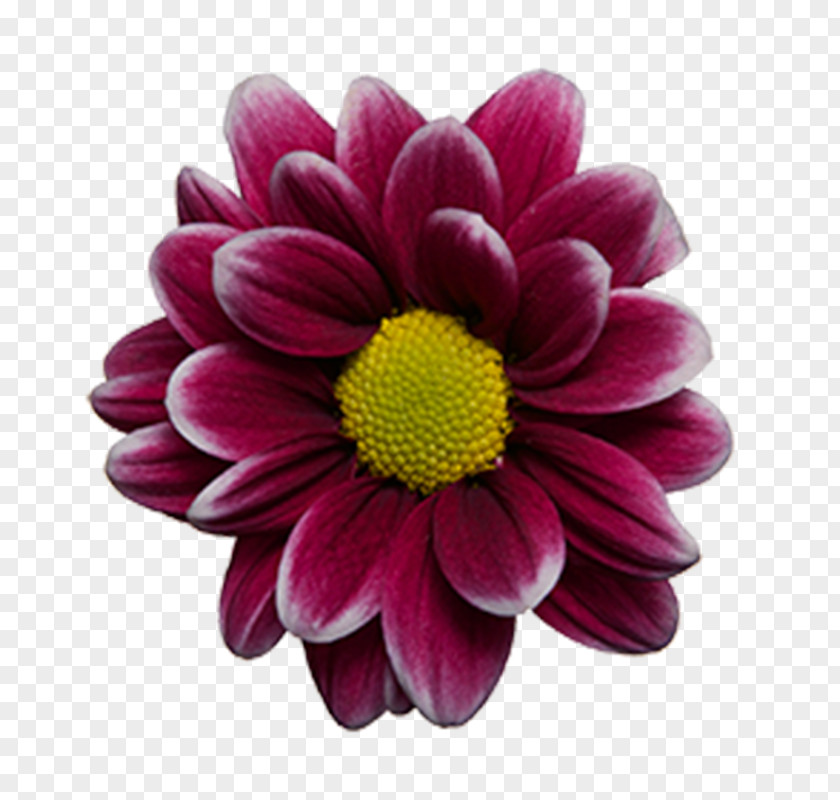 Chrysanthemum Dahlia Marguerite Daisy Cut Flowers Transvaal PNG