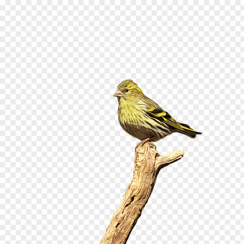 Feather PNG