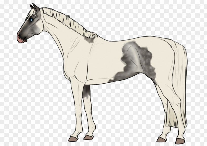 Horse Mane Foal Pony Stallion PNG