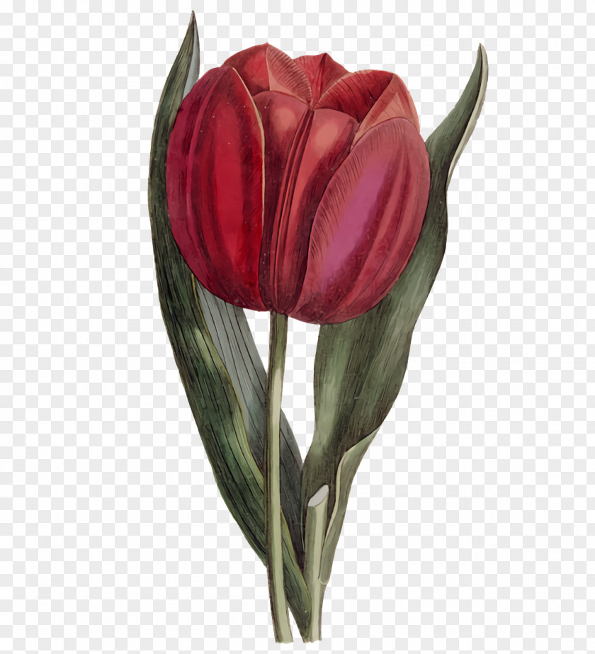 Plant Stem Cut Flowers Tulip Petal Bud PNG