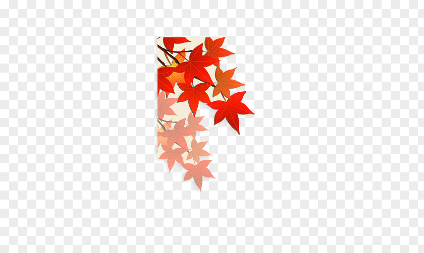 Red Maple Leaf PNG