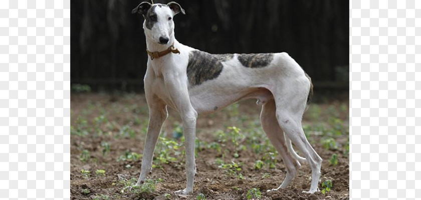 Spanish Greyhound Mudhol Hound Polish Chippiparai PNG