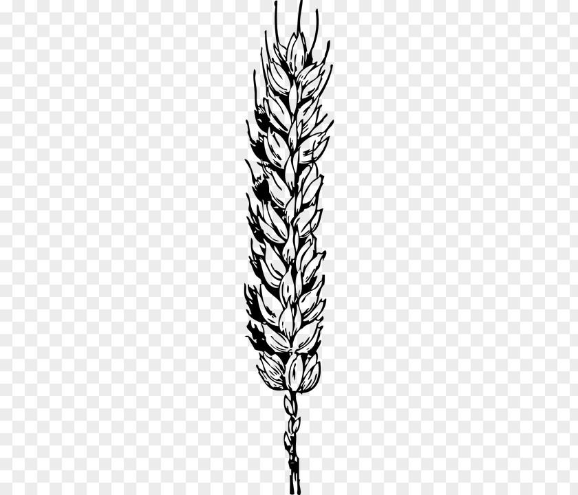 Wheat Cereal Clip Art PNG