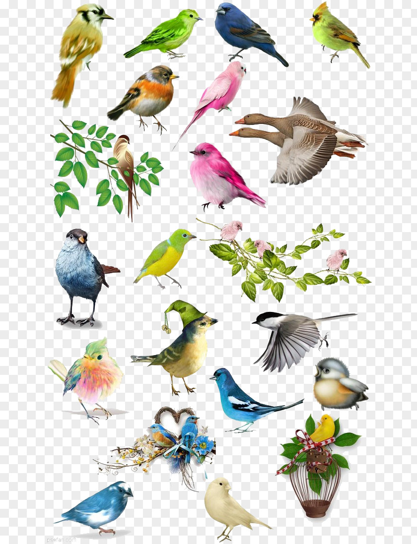 Bird Atlas Drawing Illustration PNG