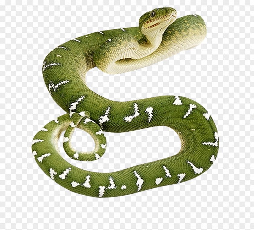 Snakes Smooth Green Snake Reptile Clip Art PNG