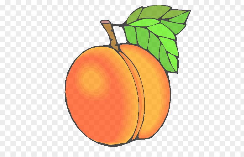 Drupe Peach Orange PNG
