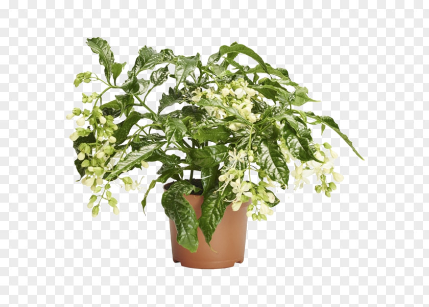 Flower Flowerpot Herb Houseplant Tree PNG