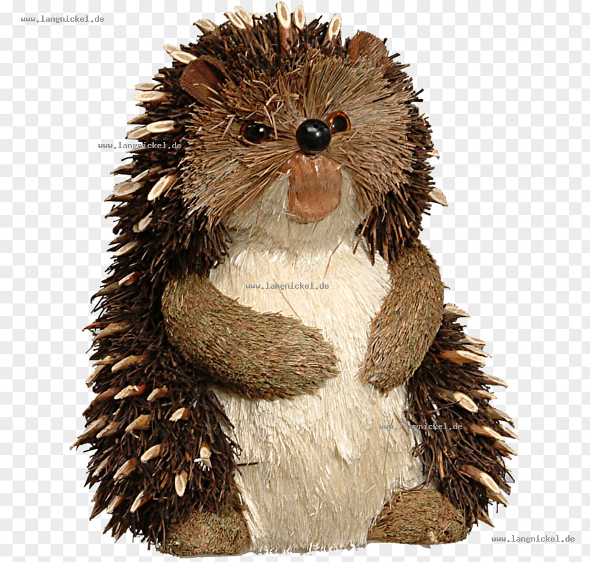 Hedgehog Domesticated Beaver Porcupine Squirrel PNG