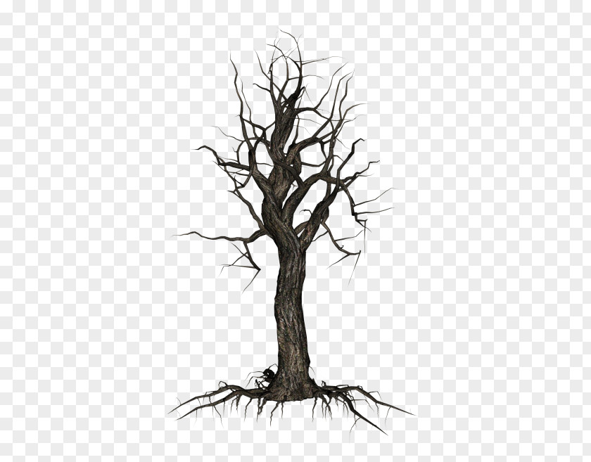 Tree Branch Woody Plant Twig PNG