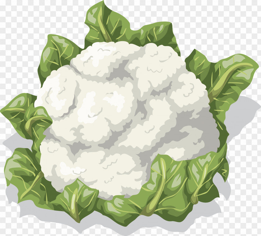 Cauliflower Vector Vegetable Food Clip Art PNG