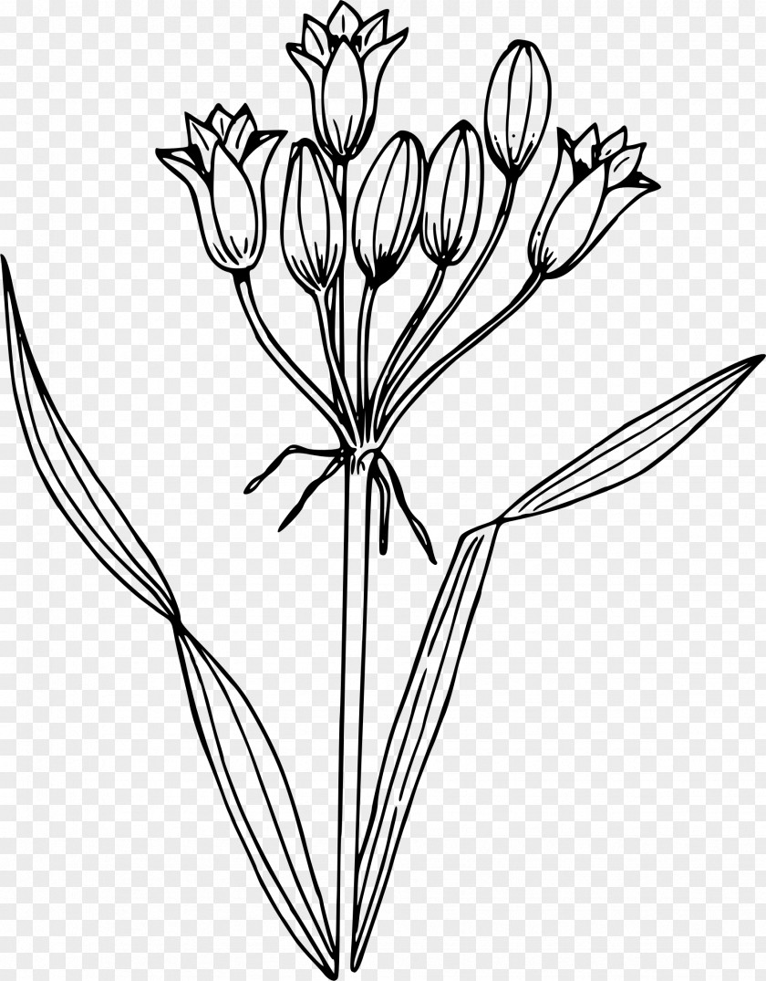 Hyacinth Drawing Line Art Clip PNG
