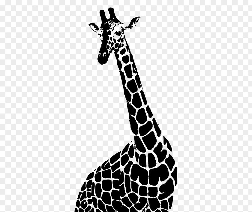 Black And White Giraffe Drawing Northern Monochrome Photography Illustration PNG