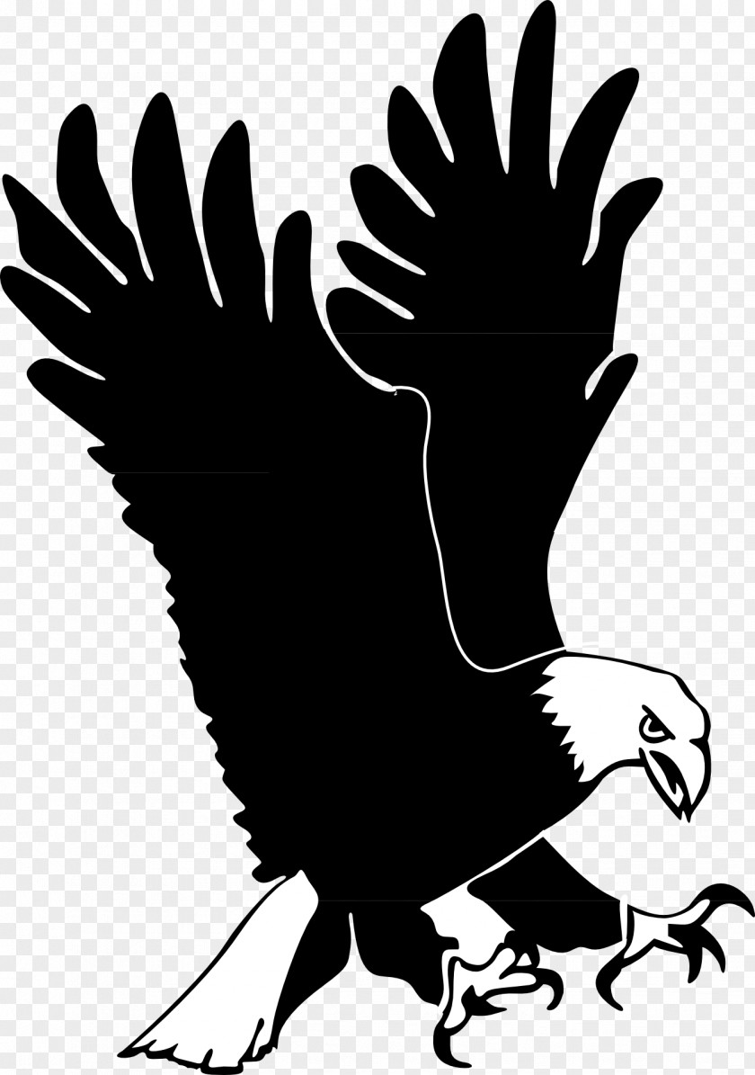 Eagle Bald Bird Golden Clip Art PNG