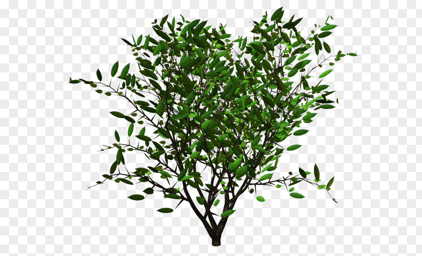 Hedge Shrub Plant Alkaloid Treelet PNG