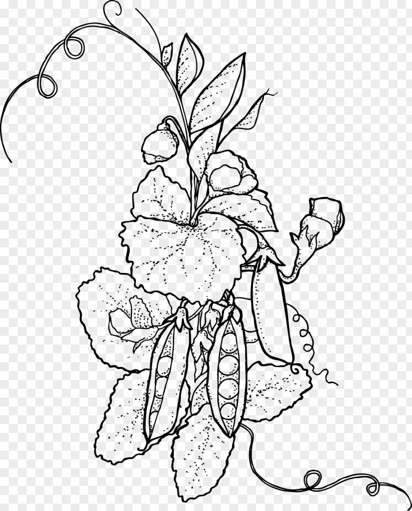 Sweet Pea Floral Design Cut Flowers Drawing Visual Arts PNG