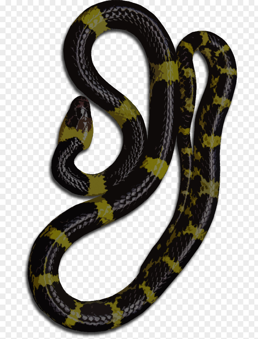 Black And Yellow Warning Stripes Kingsnakes Ophidiophobia Boa Constrictor Colubrid Snakes PNG
