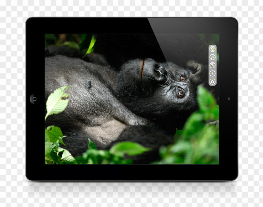 Gorilla Photographer Photography Chimpanzee News PNG
