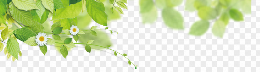 Simple Green Leaves Floating Interior Design Services Energy Wallpaper PNG