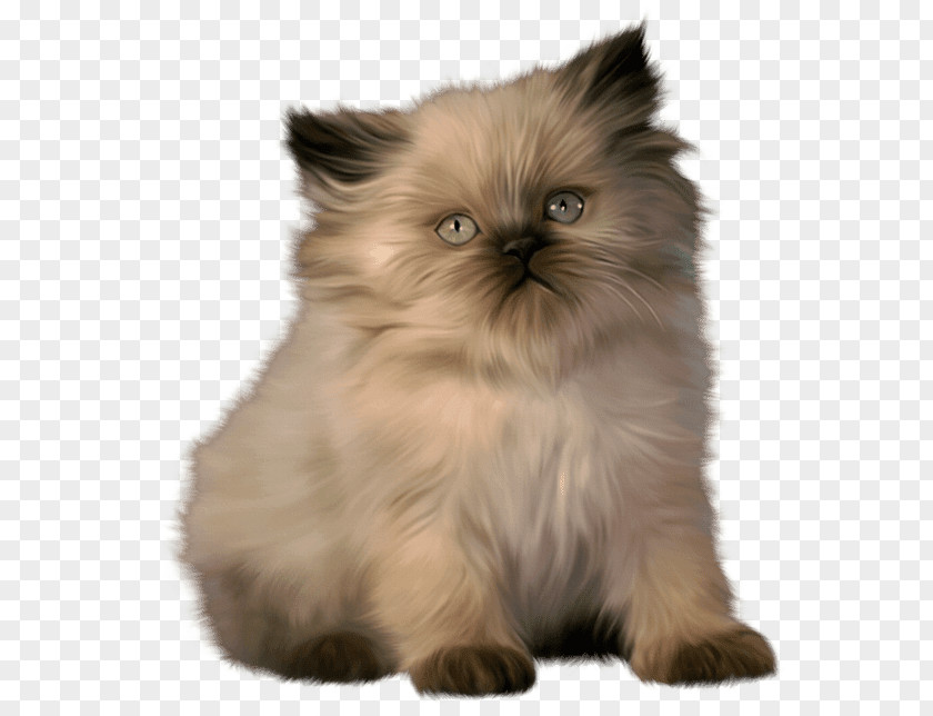 Small Animal Munchkin Cat Kitten Persian Maine Coon Minuet PNG