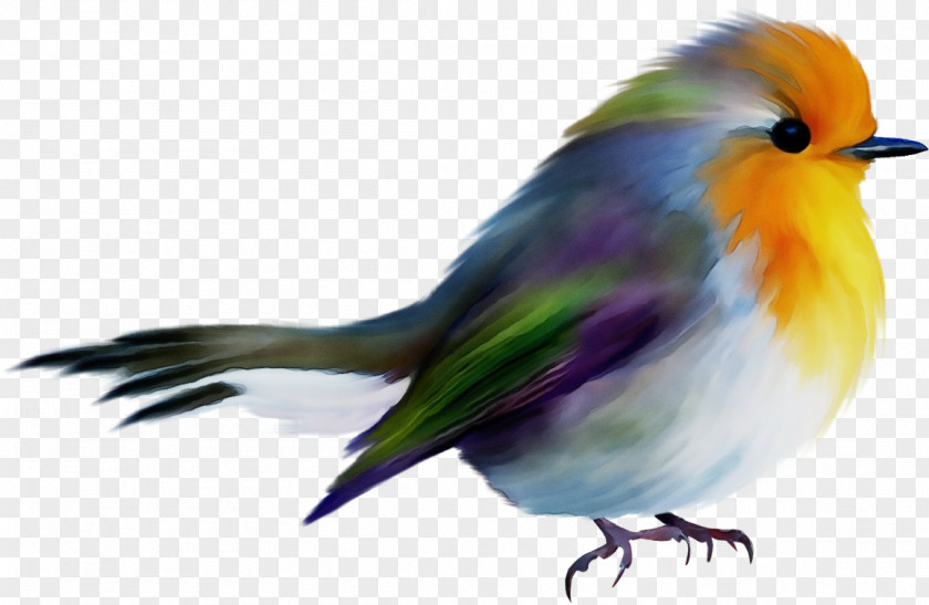 Feather PNG