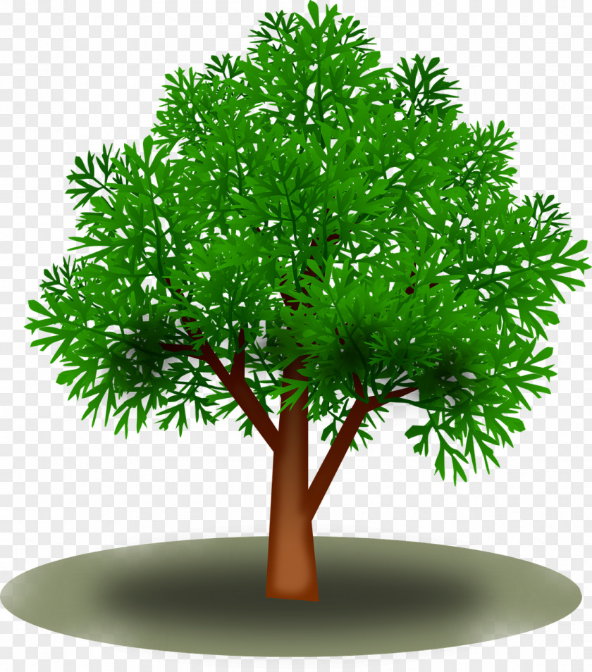 Leaf Tree Green Clip Art PNG