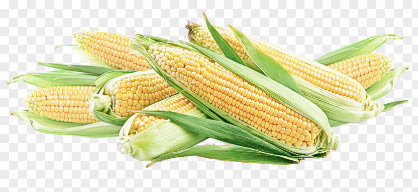 Plant Cuisine Corn Kernels On The Cob Sweet Vegetable PNG