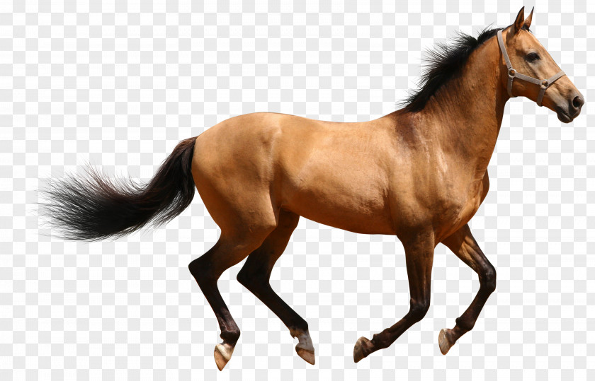 Transparent Brown Horse Wallpaper PNG