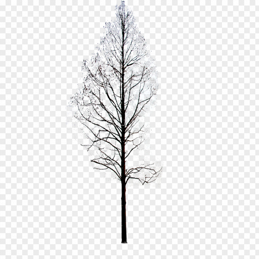 Winter Trees Twig Pine Black And White Symmetry Pattern PNG
