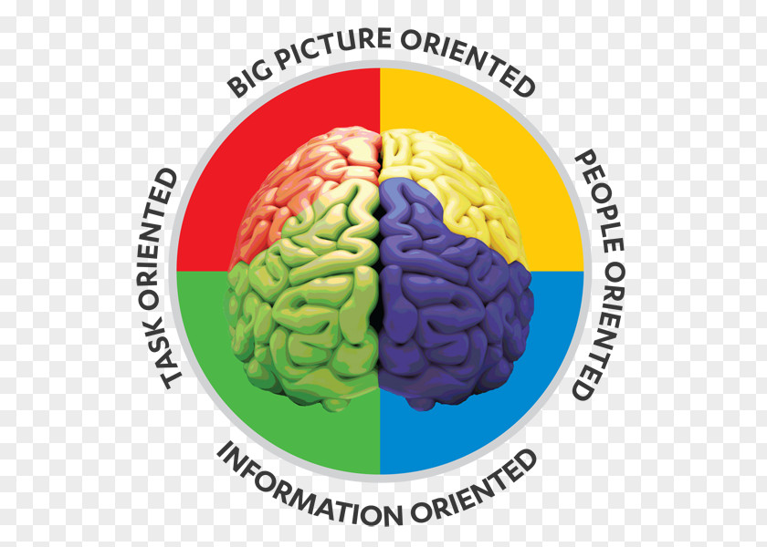 Brain Watercolor Personality Test Hartman Profile The Secret DISC Assessment PNG