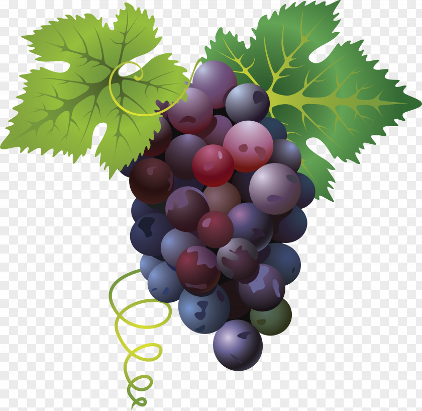 Grape Image Divertimento For String Quartet In D Major, K. 125a/136 