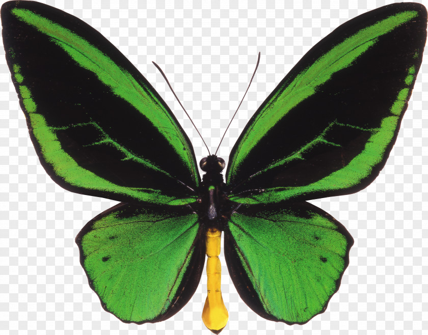 Green Butterfly Ornithoptera Priamus Trogonoptera Birdwing PNG