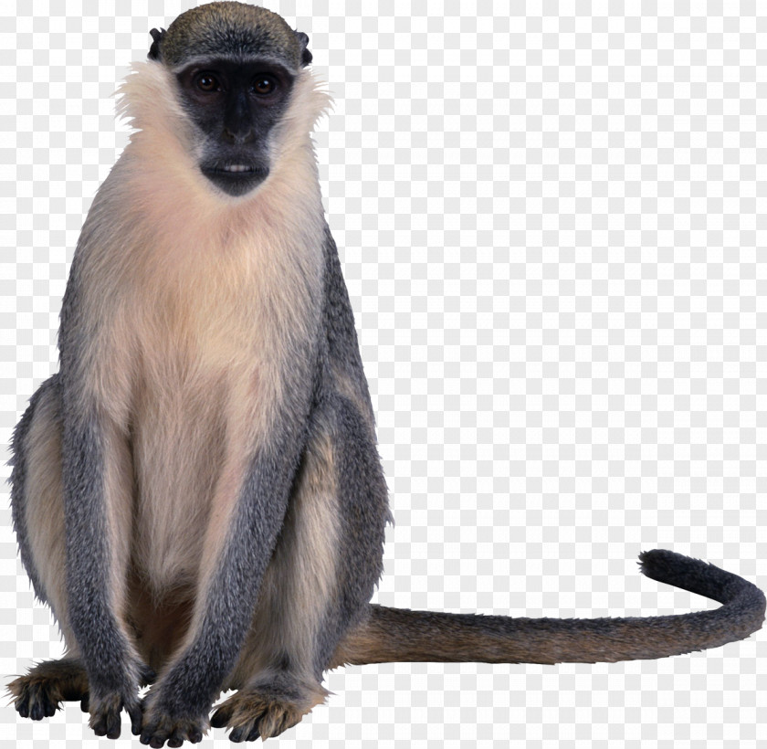 Monkey Macaque Primate Old World Monkeys Clip Art PNG