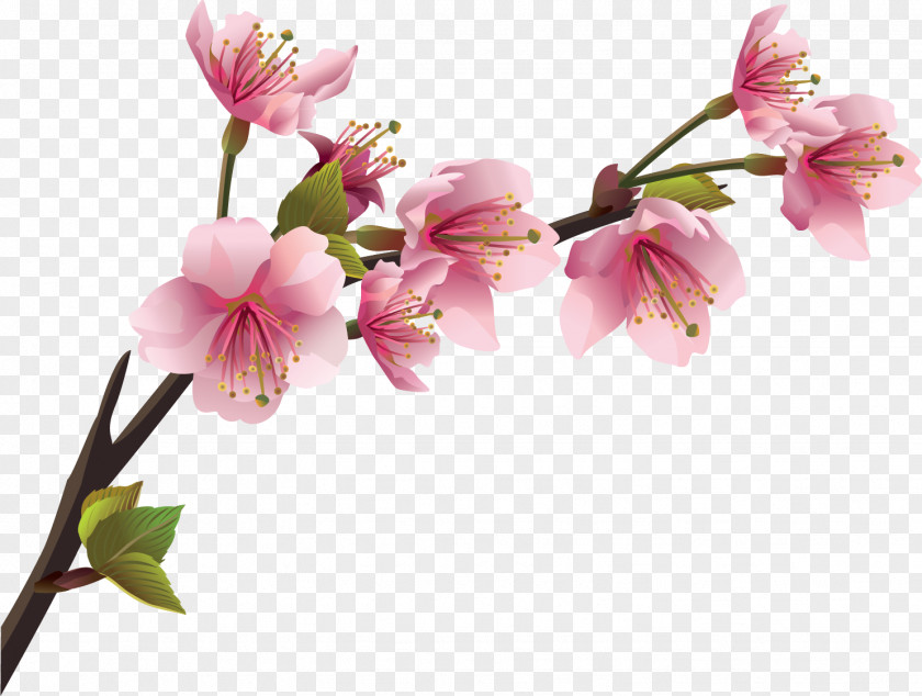 Spring Cherry Blossom Branch Wall Decal PNG