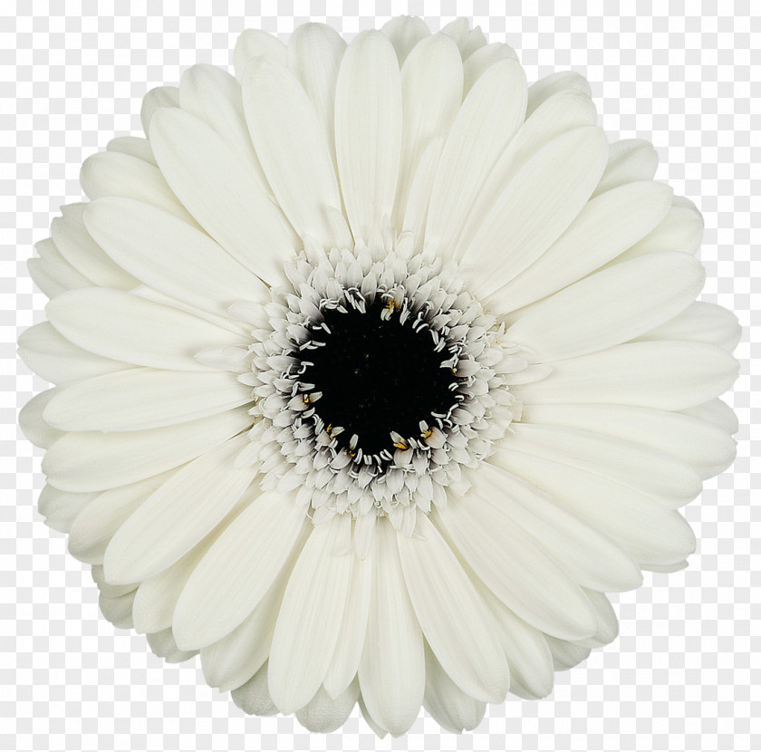 WHITE DAISIES Transvaal Daisy Cut Flowers Petal PNG