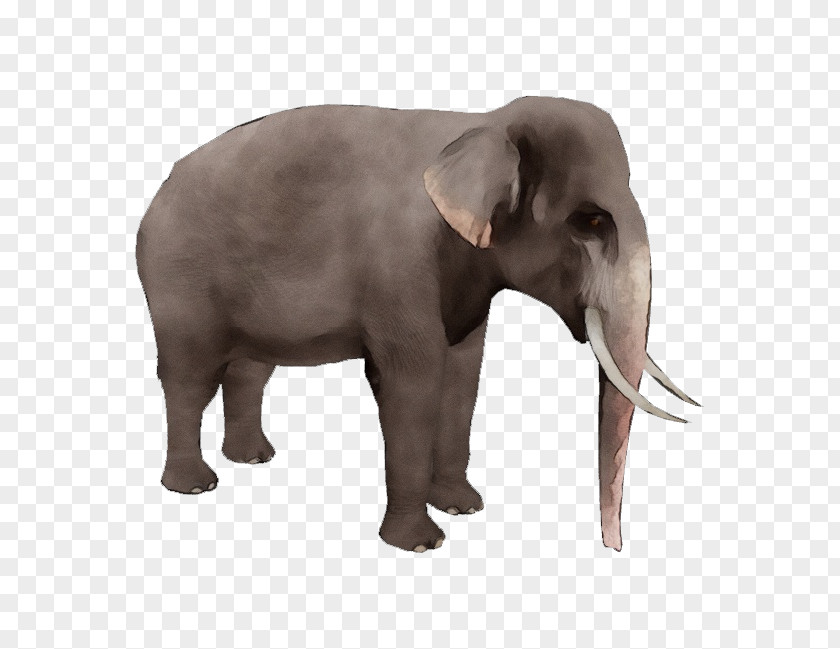 African Bush Elephant Clip Art Image PNG