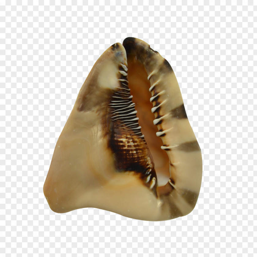 Conch Seashell Amazon.com Cassis Tuberosa Lambis PNG