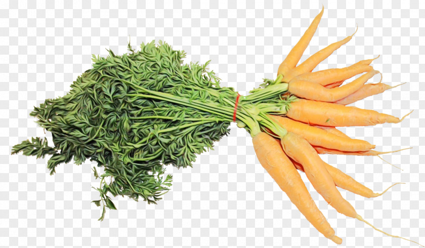 Flower Cuisine Carrot Plant Vegetable Food Ingredient PNG