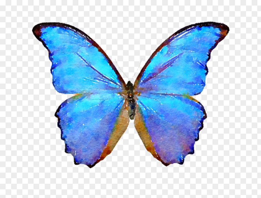 Watercolor Butterfly Morpho Menelaus Sunset Insect Peleides PNG