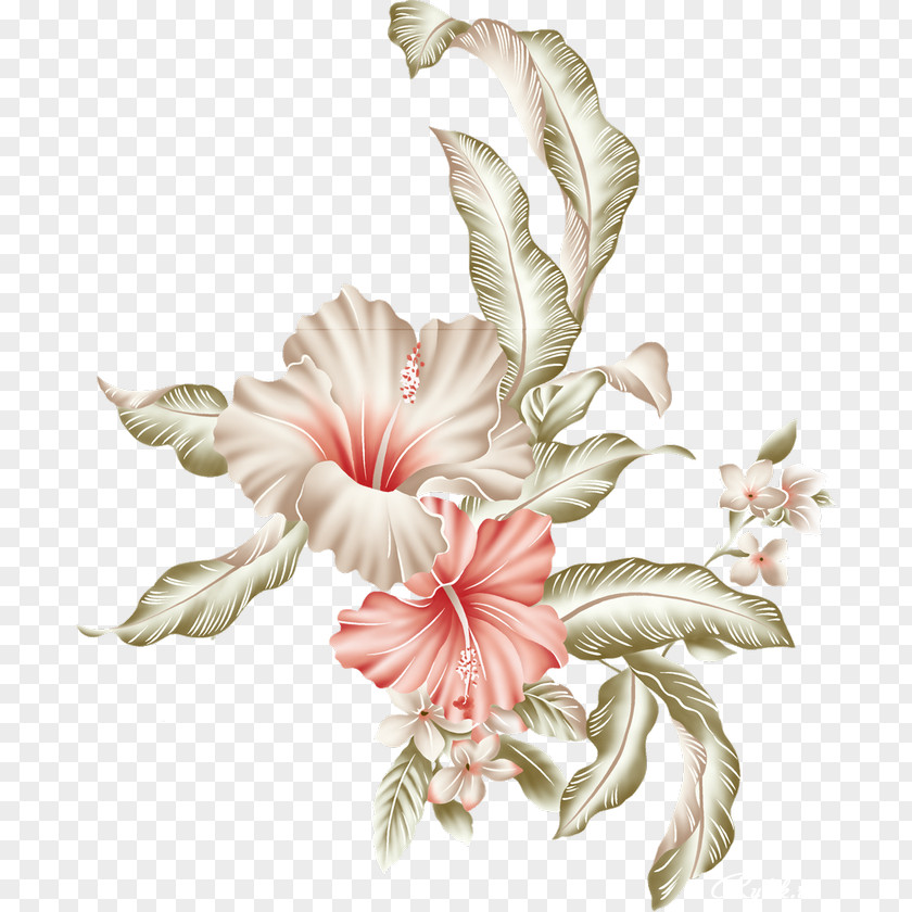 Flower Image Rosemallows Illustration Paper PNG