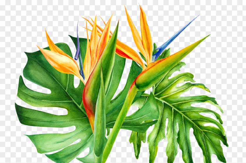 Heliconia Houseplant Bird Of Paradise PNG