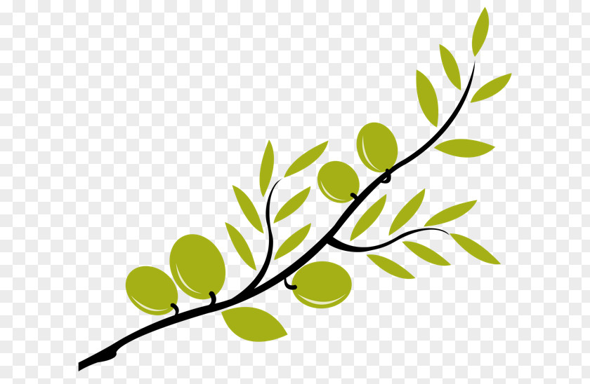 Transparent Branch Cliparts Olive Mediterranean Cuisine Clip Art PNG