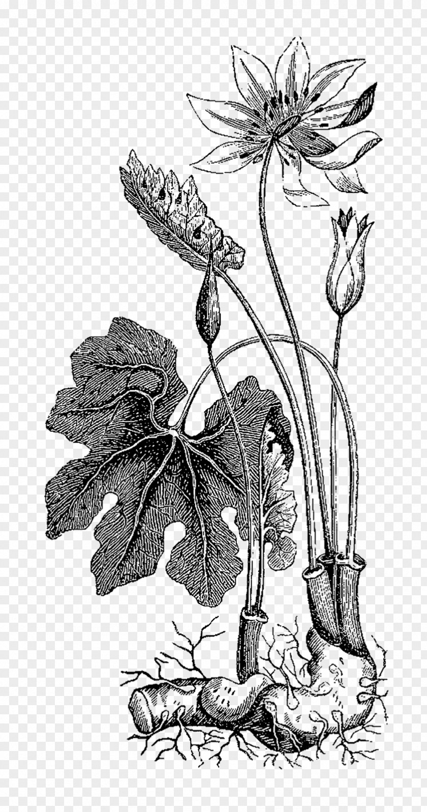 Botanical Common Ivy Illustration Botany Plant Clip Art PNG