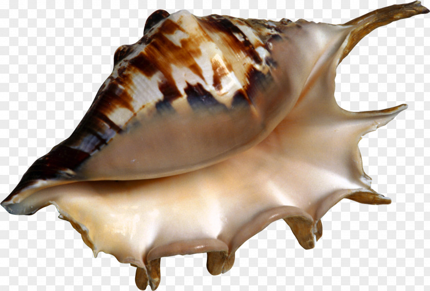 Conch Shankha Conchology Beach Clip Art PNG