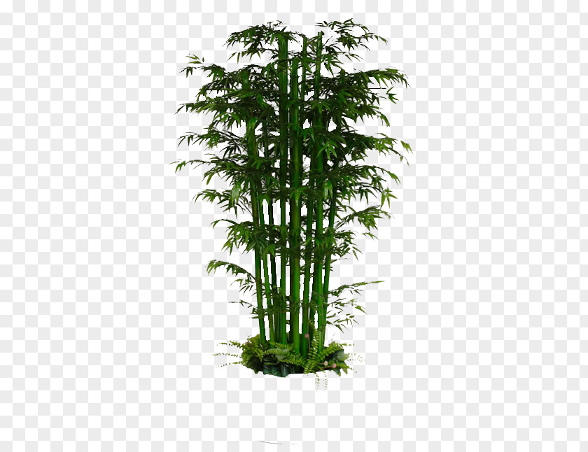 Green Bamboo Image Lucky Bambusa Multiplex Plant PNG